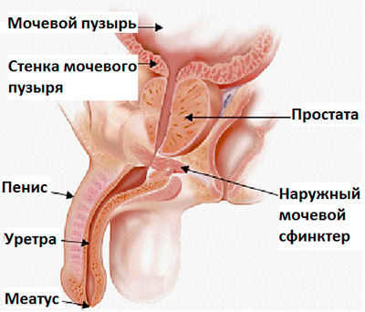pete de prostatită prostatita din ureoplasmă
