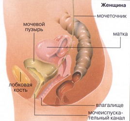 Органы мочеполовой системы